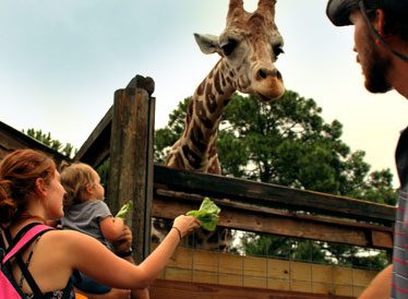 featured_giraffee